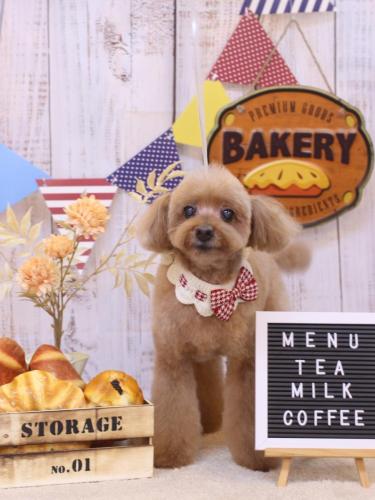 20240903チップくん